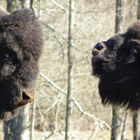 Вилла Parc Animalier Du Herisson Дусье Экстерьер фото