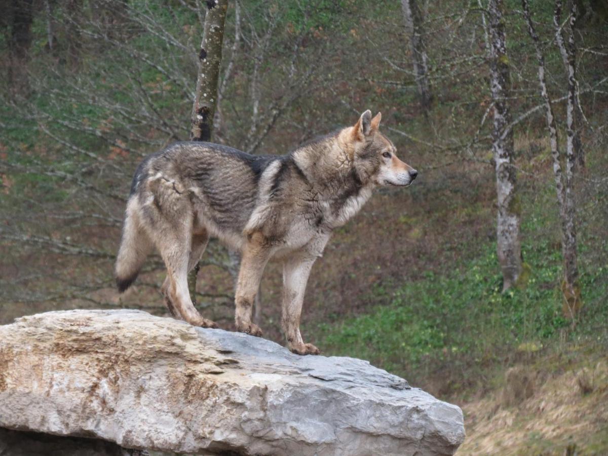 Вилла Parc Animalier Du Herisson Дусье Экстерьер фото