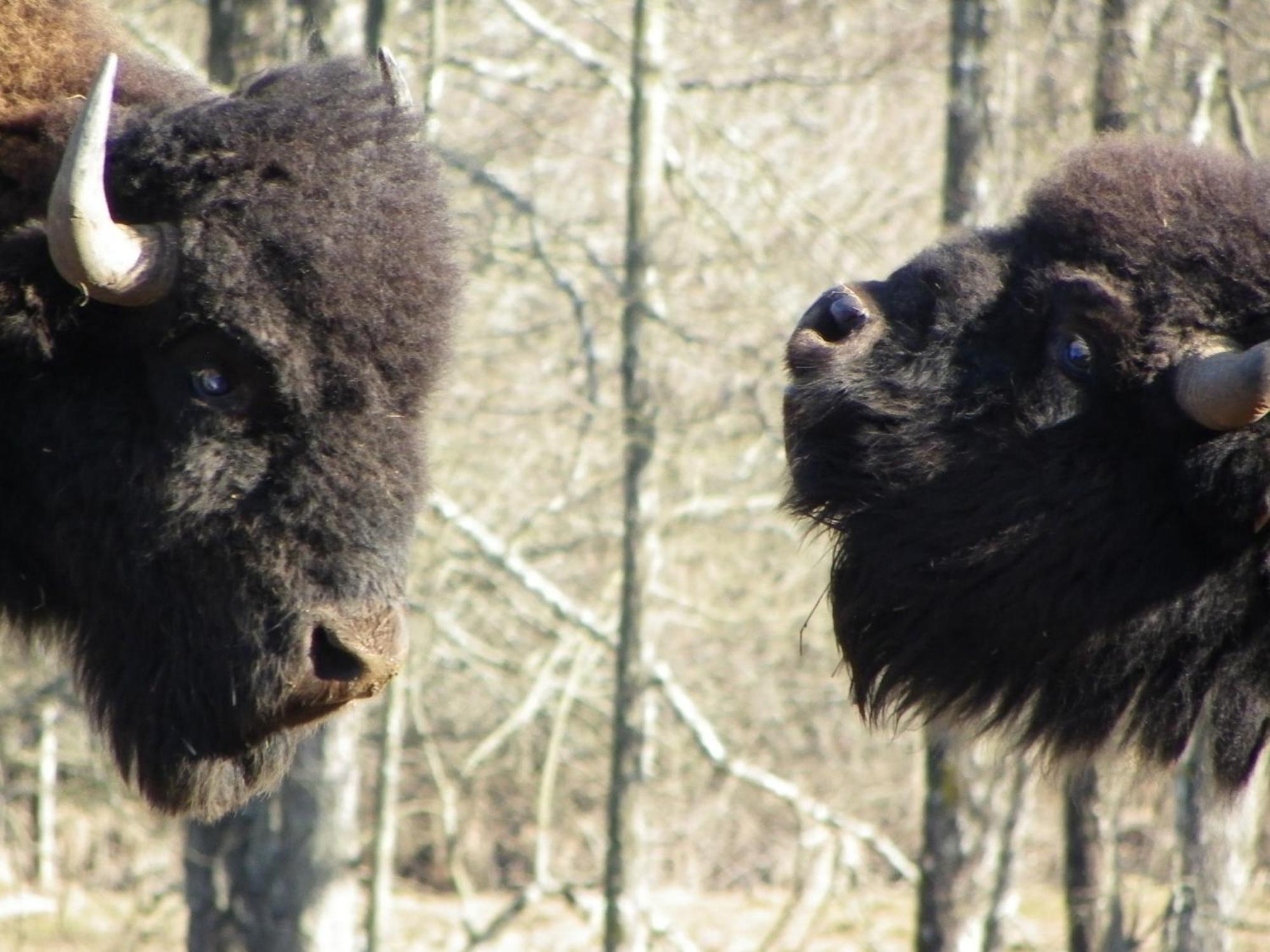 Вилла Parc Animalier Du Herisson Дусье Экстерьер фото