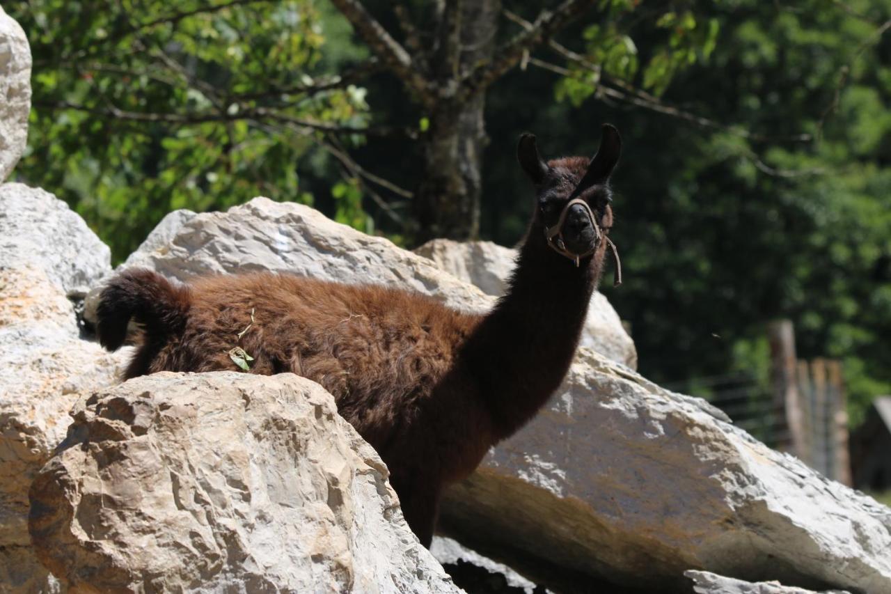 Вилла Parc Animalier Du Herisson Дусье Экстерьер фото