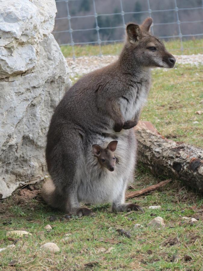 Вилла Parc Animalier Du Herisson Дусье Экстерьер фото